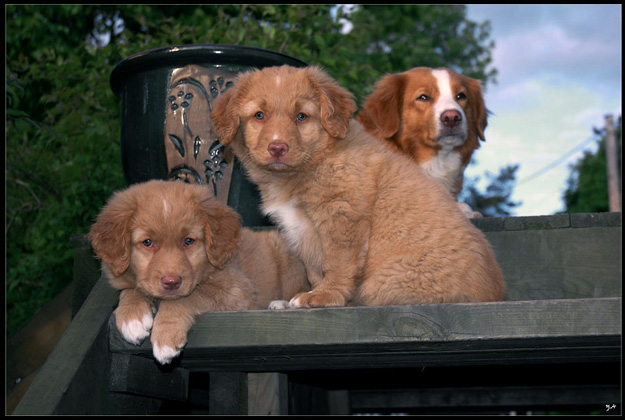 Tessie, Pella och Wunja